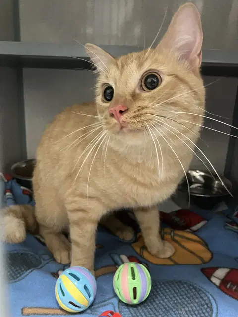 Candy Corn - Domestic Short Hair