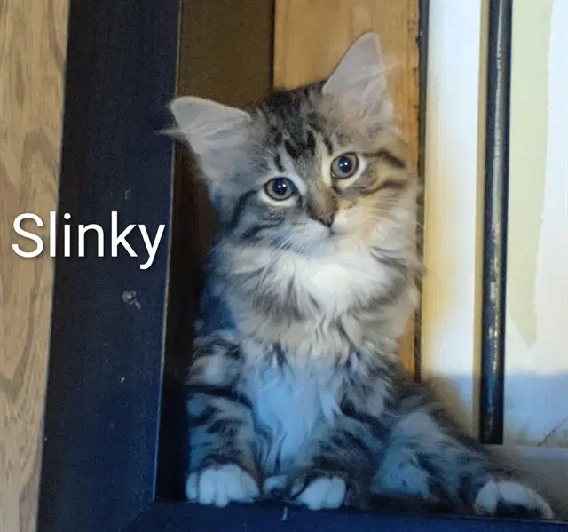 Slinky - Domestic Long Hair
