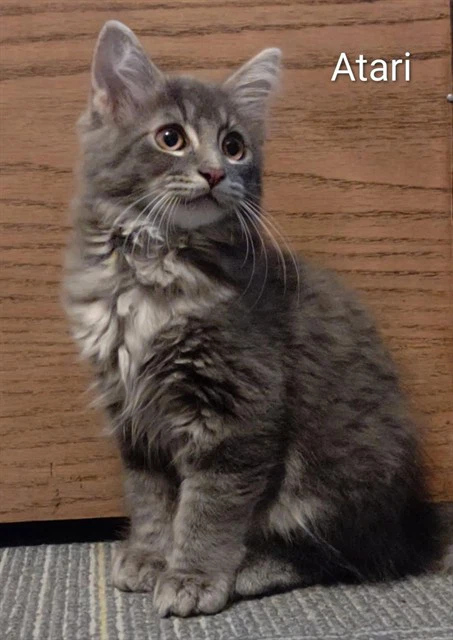 Atari