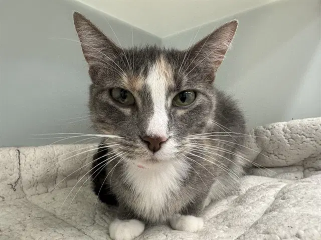 Robin - Domestic Short Hair