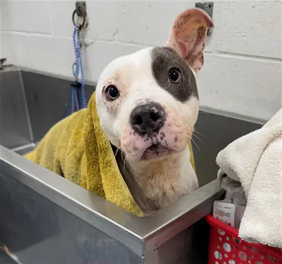 Kiki - Pit Bull Terrier