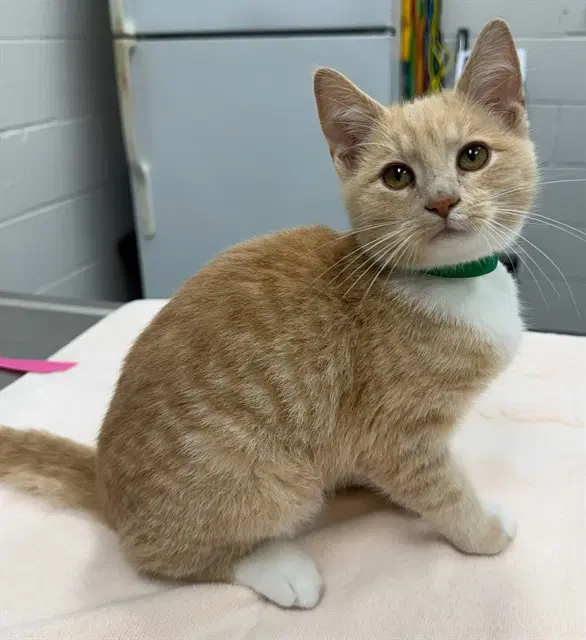 Frankencat - Domestic Short Hair