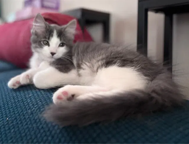 Moonta - Domestic Medium Hair