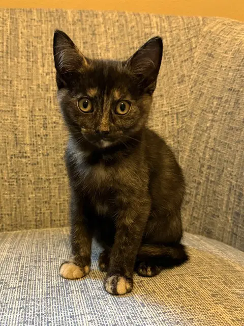 Nubia - Domestic Short Hair