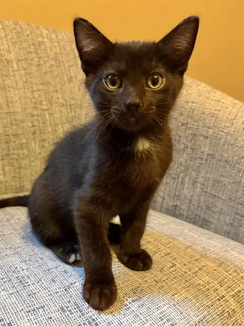 Luxor - Domestic Short Hair