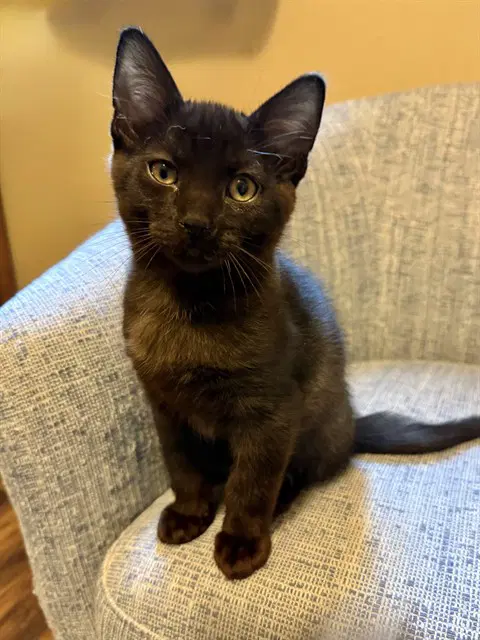 Nile - Domestic Short Hair