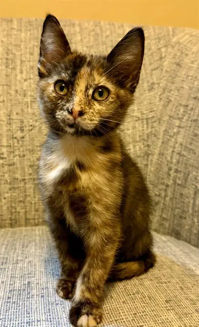 Tia - Domestic Short Hair