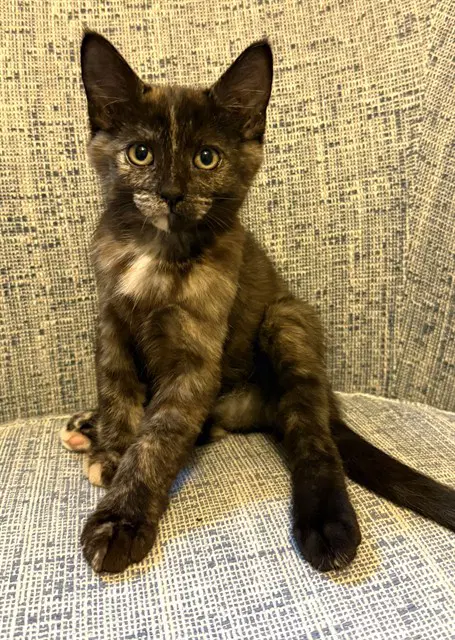 Lotus - Domestic Short Hair