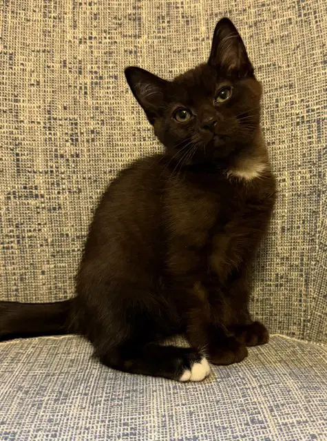 Onyx - Domestic Short Hair