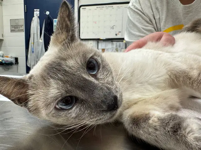 Blessing - Domestic Short Hair