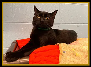 Archibald Crumb - Domestic Short Hair