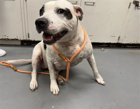 Shelby - Pit Bull Terrier