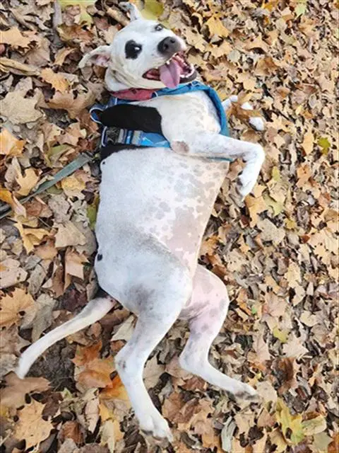 Shelby - Pit Bull Terrier