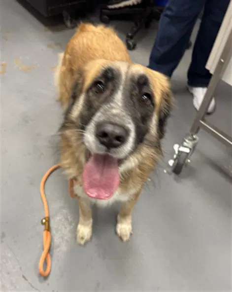 Bea - Great Pyrenees