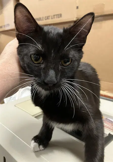 Lunch Break - Domestic Short Hair