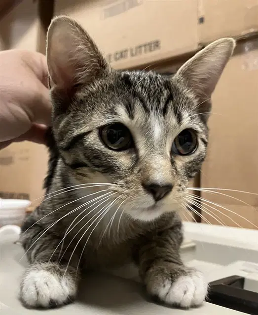 Clock Out - Domestic Short Hair