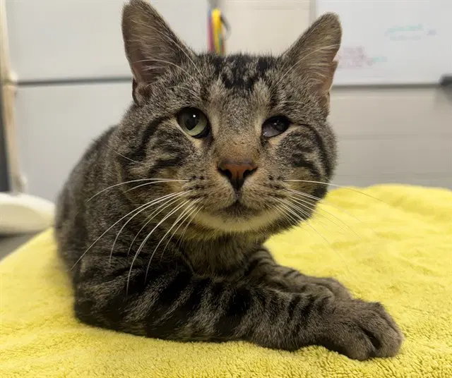 Chalupa - Domestic Short Hair