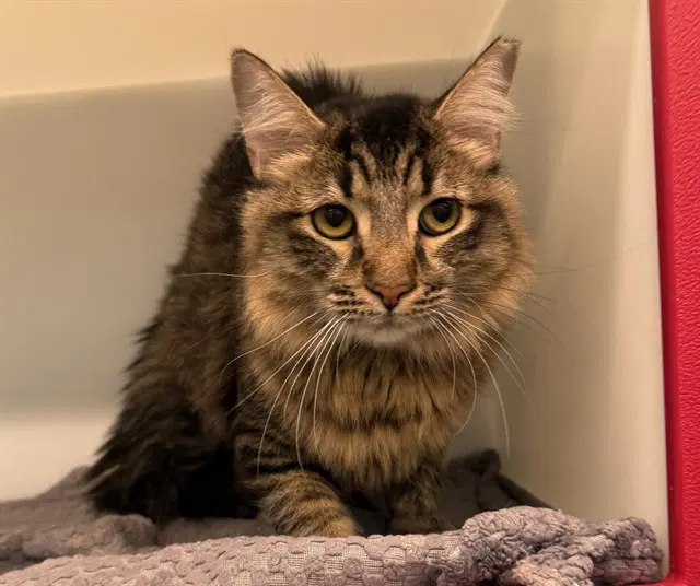 Manny - Domestic Long Hair