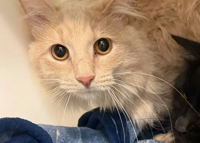 Steven - Domestic Long Hair