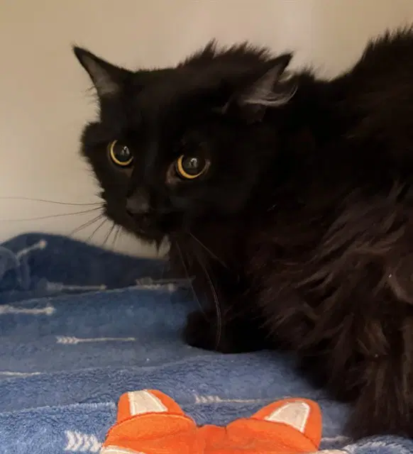 Noriko - Domestic Long Hair