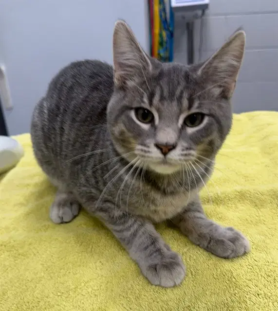 Rolex - Domestic Short Hair