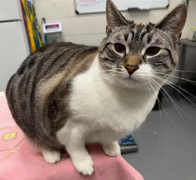 Pearl - Siamese