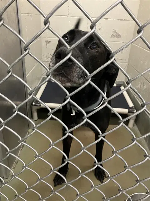 Midnight - Labrador Retriever