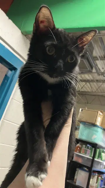 Admin - Domestic Short Hair