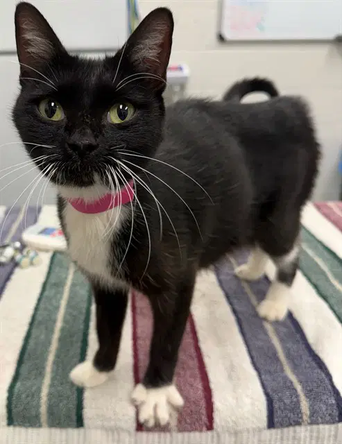 Penelope Moonbeam - Domestic Short Hair
