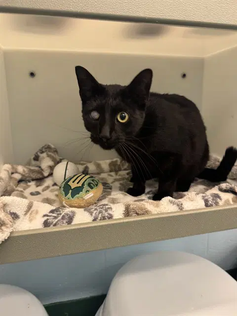 Sebastian - Domestic Short Hair