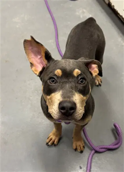 Pamela - Pit Bull Terrier
