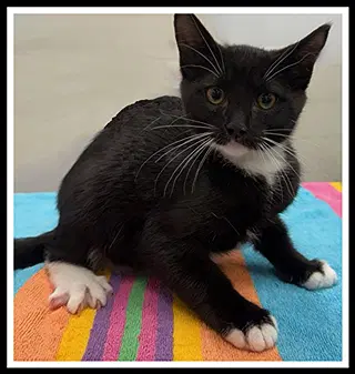Circe - Domestic Short Hair