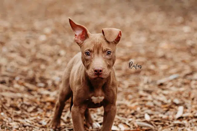 Rufus - Pit Bull Terrier