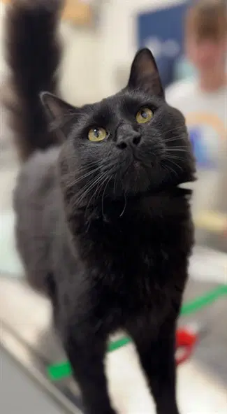 Count Chocula - Domestic Long Hair