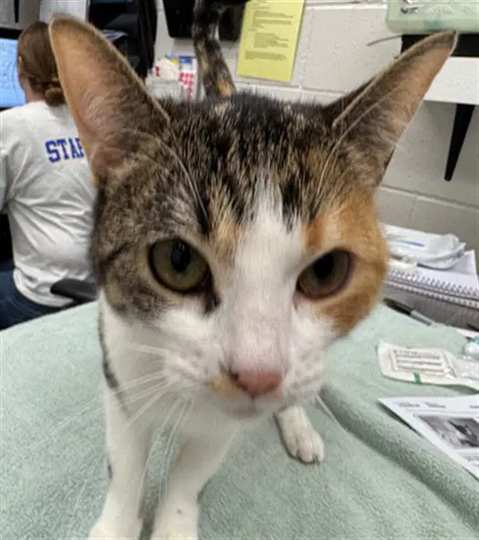 Lola - Domestic Short Hair