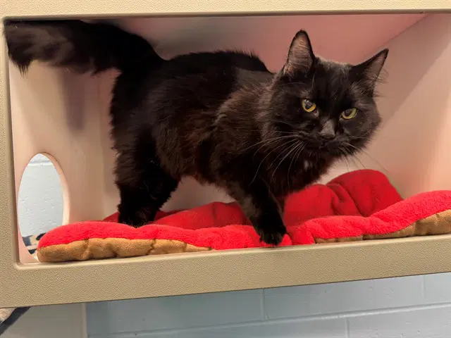 Cobweb - Domestic Long Hair
