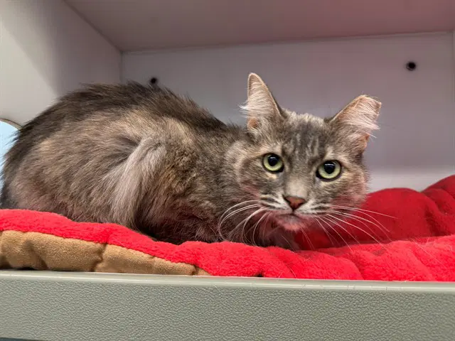 Kandy - Domestic Long Hair
