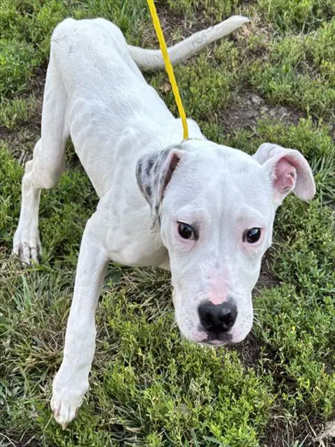 Ink Blot - Pit Bull Terrier
