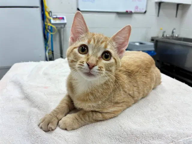 Sour Milk - Domestic Short Hair