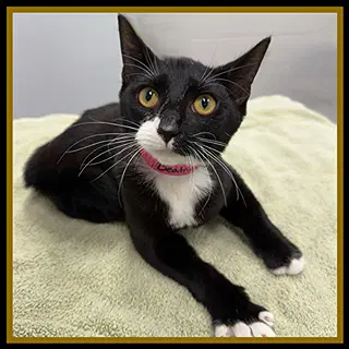 Beatrice Muffin - Domestic Short Hair