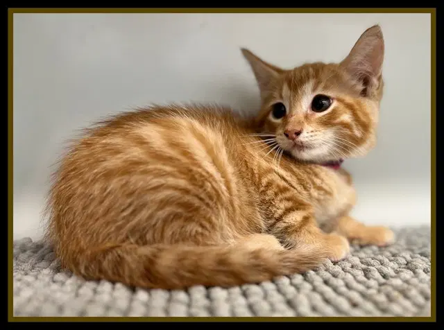 Florence Tator Tot - Domestic Short Hair