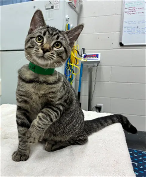 Battery Acid - Domestic Short Hair