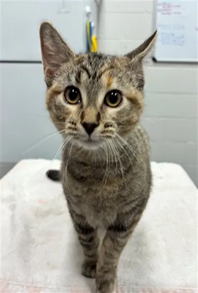 Wet Rag - Domestic Short Hair