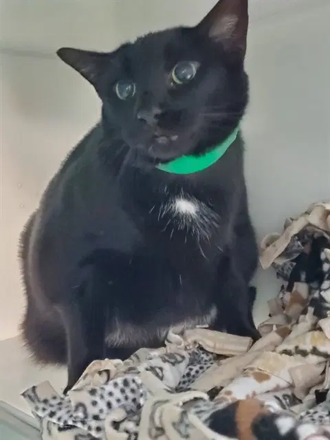 Mario - Domestic Short Hair
