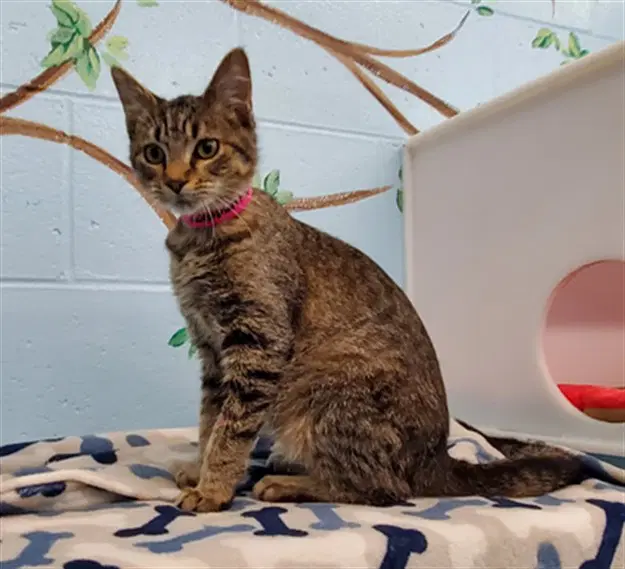 Swedish Fish - Domestic Short Hair