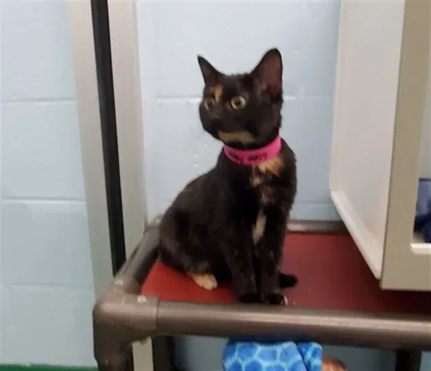 Laffy Taffy - Domestic Short Hair