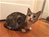 adoptable Cat in district heights, MD named *POLLY