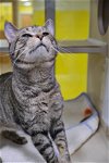 adoptable Cat in , MD named *SMOKEY