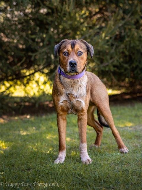 adoptable Dog in District Heights, MD named *REIGN