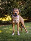 adoptable Dog in district heights, MD named *REIGN